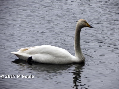 whooper swan (Cygnus cygnus) M Noble